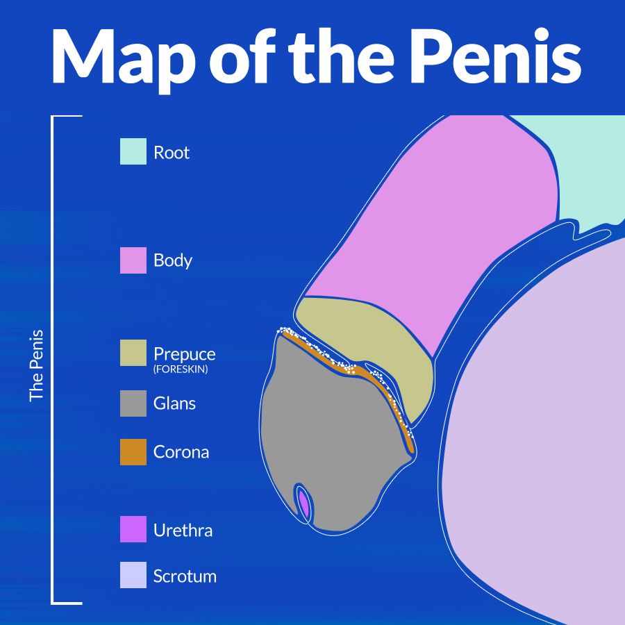 Map of the Penis