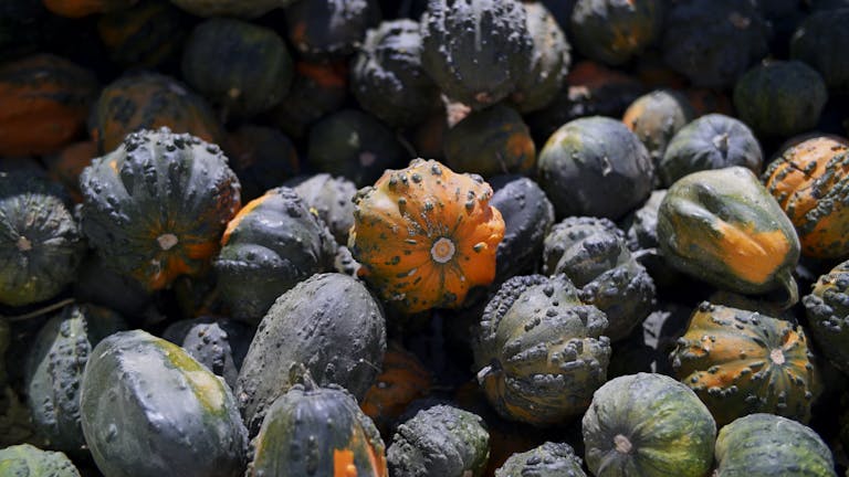 PPP Vs Genital Warts