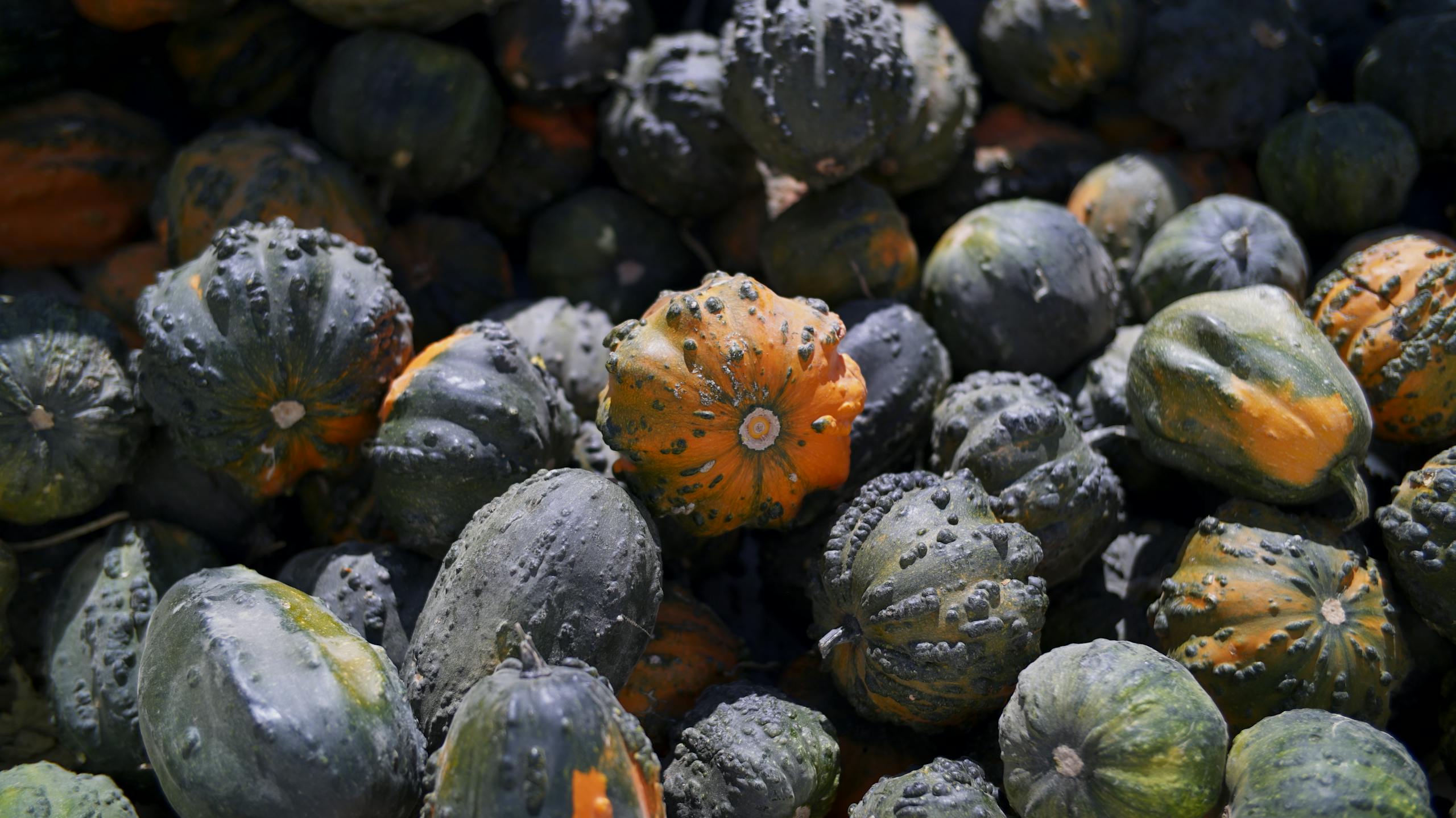 PPP Vs Genital Warts