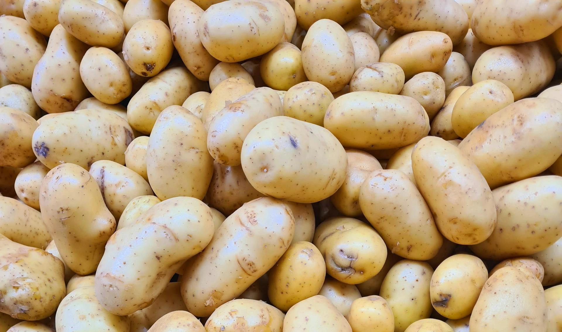 small bumps on penis