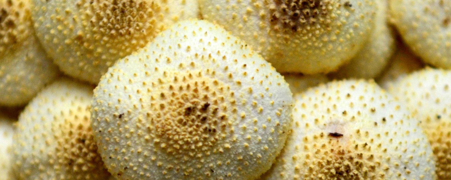 What Do White Bumps on the Foreskin Mean – What Happens now?
